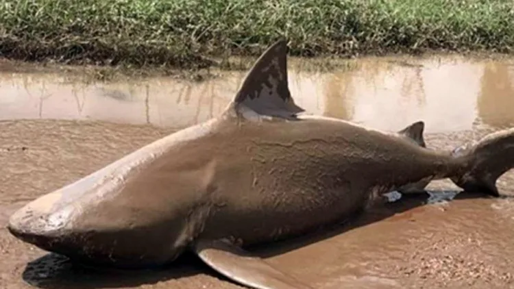 הכריש נסחף הרחק מהחוף