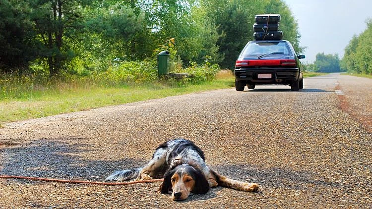 מה תעשו אם חיית המחמד שלכם הורעלה? | חדשות 13