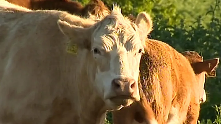 פרה כועסת שהולכים לאכול אותה בחג הפסח