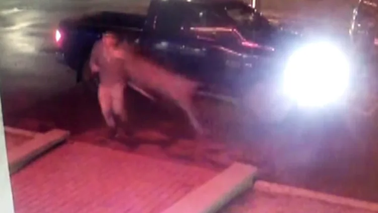 קבלת הפנים במלון: פגיעה של צבי | חדשות 13