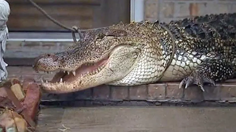 תנין שלכדו בכניסה לבית בטקסס