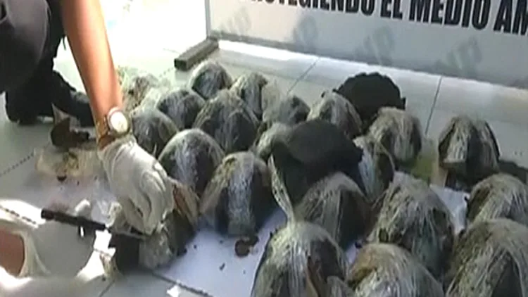 צבים מוברחים מגלפאגוס