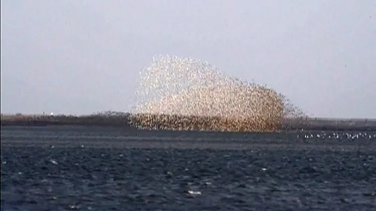 ציפורים נודדות בסין