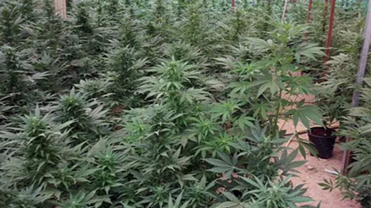 תיעוד: נתפס קנאביס בשווי 8 מיליון ש"ח | חדשות 13