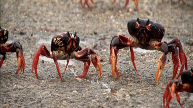 סרטנים משתלטים על מפרץ החזירים בקובה