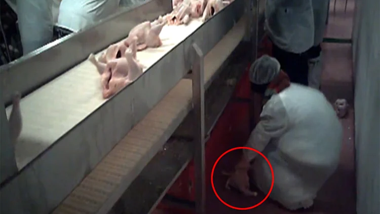 תיעוד קשה: עופות על הרצפה, ביוב פתוח וזוהמה | חדשות 13