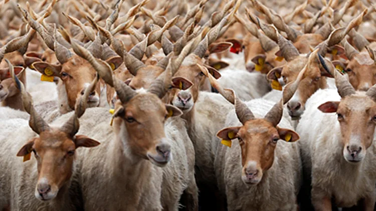 תמונות השבוע בעולם: עדר של כבשים חוגגות באירופה | חדשות 13
