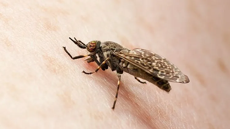 כיצד מתמודדים עם מכת היתושים?