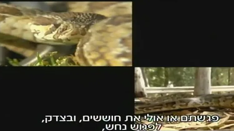 שווה בדיקה: עונת הנחשים