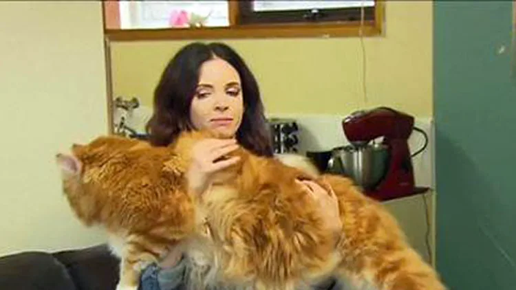 שיא עולמי: האם זה החתול הארוך ביותר בעולם? | חדשות 13