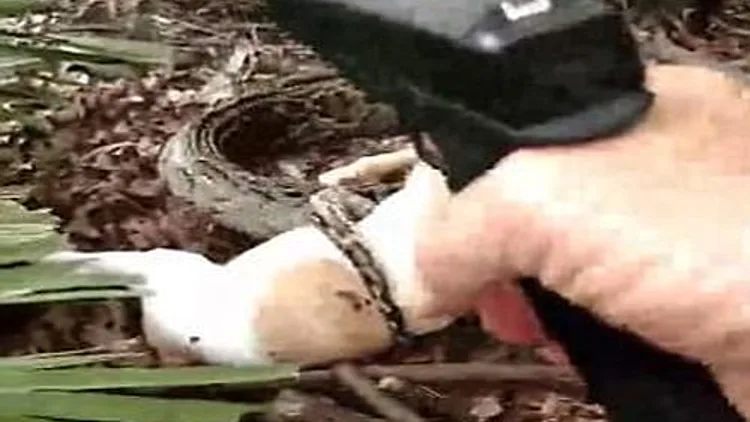 הרג נחש בירייה כדי להציל את הכבשה שלו