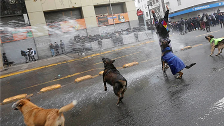 צפו: מקלחת שטח לכלבים | חדשות 13