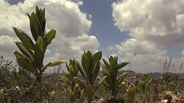 העיירה הפלסטינית שמייצרת סיגריות | חדשות 13