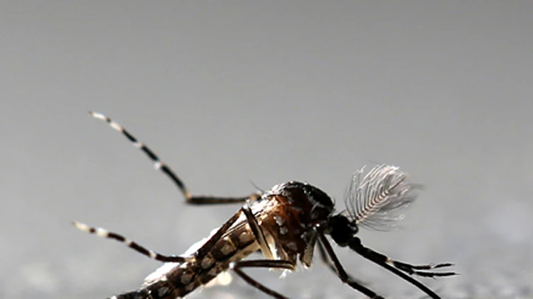 נגיף הזיקה (אילוסטרציה) (רויטרס)