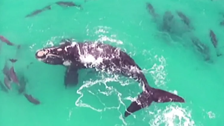 רחפן תיעד רגע מיוחד: הלווייתן שהשתעשע עם דולפינים | חדשות 13