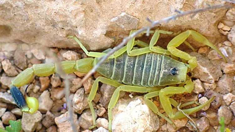 ילד פונה במצב בינוני, עקרב צהוב