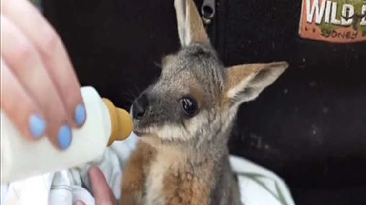 וולבי מאוסטרליה