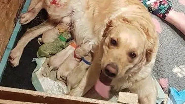 שלל צבעי הכלב: לברדורית המליטה גור ירוק | חדשות 13