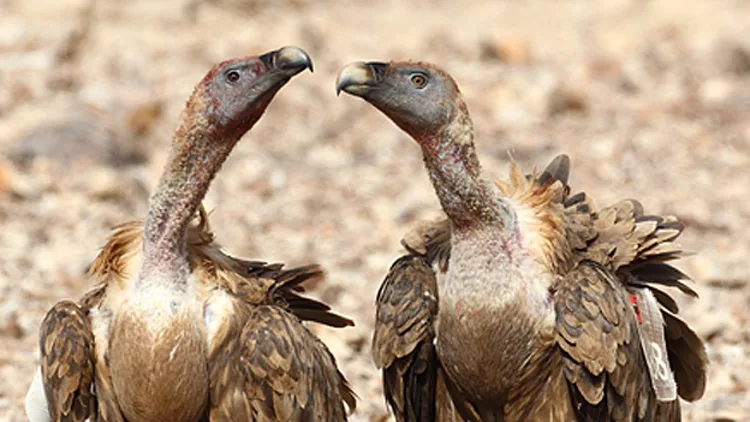 עלייה באוכלוסיית הנשרים בישראל