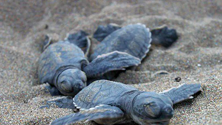 צבי הים, שורדים את הבקיעה, מתים בים