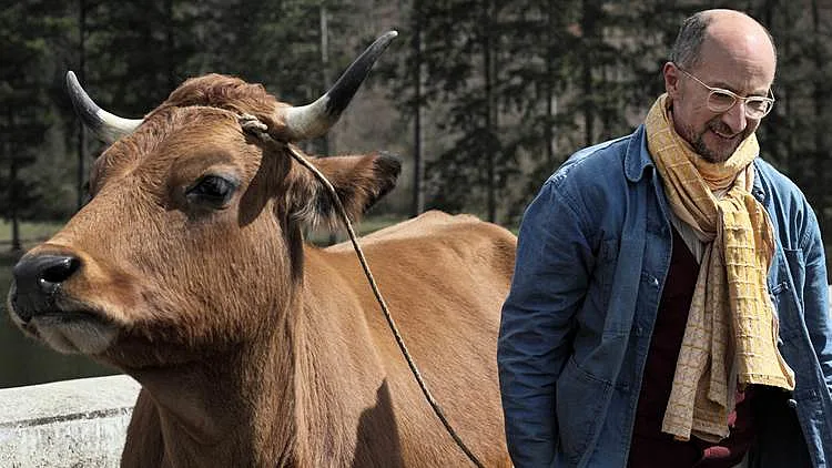 יש משהו חינני בפשטות הקלילה של "הפרה ז'קלין"