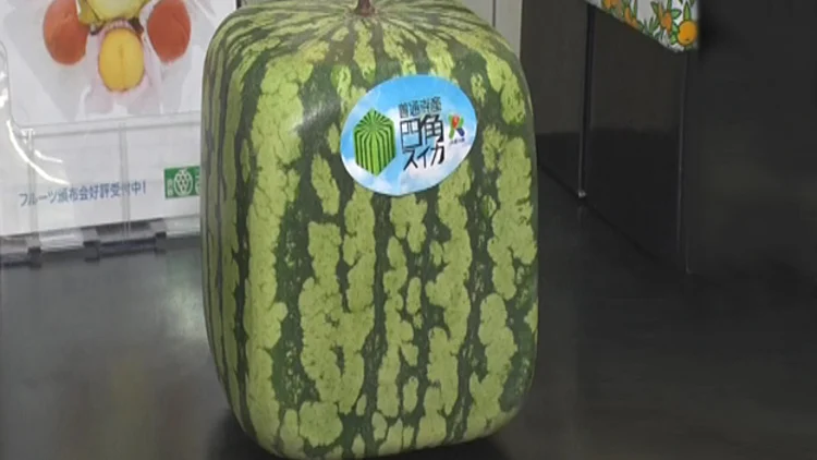 בוקר טוב עולם: האבטיח המרובע כובש את יפן | חדשות 13