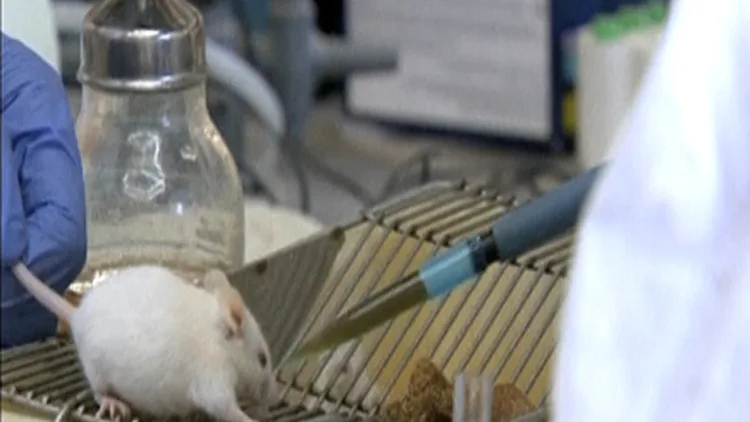 בוקר טוב עולם: הניסוי שייאט את תהליך ההזדקנות? | חדשות 13