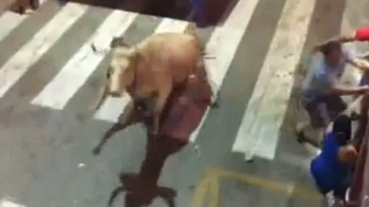 פצועים קשה לאחר השתוללות שור בפסטיבל בספרד