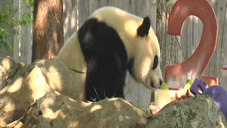 בוקר טוב עולם: חוגגים שנתיים לפנדה "ביי ביי" | חדשות 13