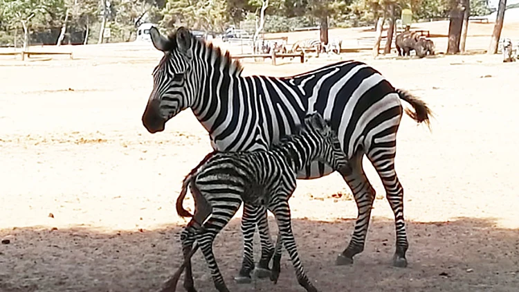 צעדיו הראשונים של סייח הזברה | חדשות 13