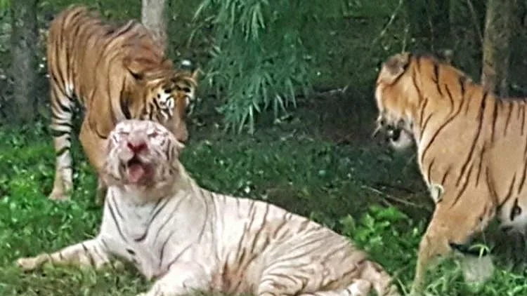 טיגריס לבן ונדיר נטרף למוות ע"י טיגריסים בנגליים