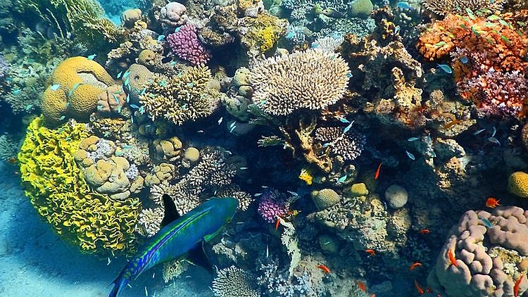 מה קורה לאלמוגים במפרץ אילת?