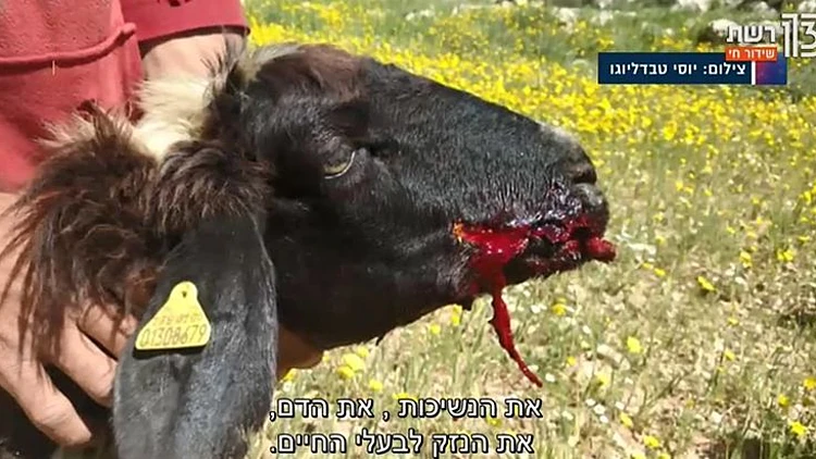 תושב התנחלות משסע את כלבו בכבשים של פלסטינים