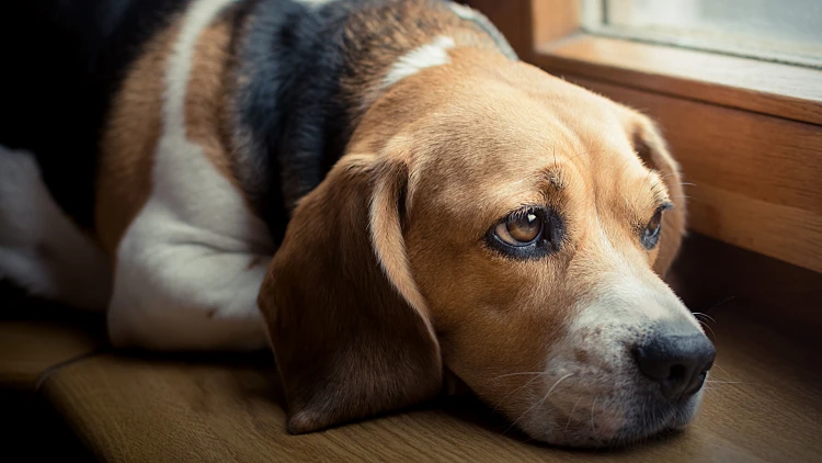 שירים עצובים שבחר שיר לוי