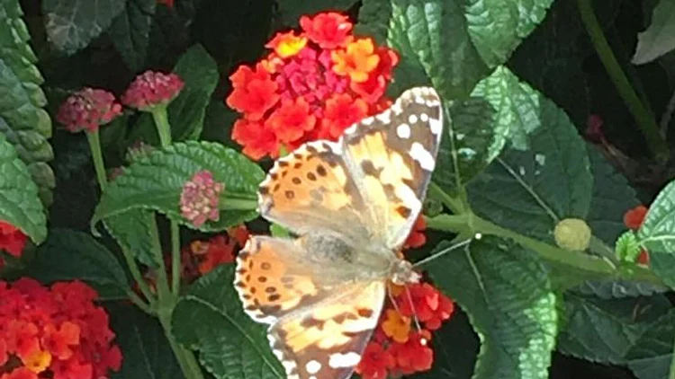 נוהרים בהמוניהם: מיליוני פרפרים חוצים את ישראל במהלך הנדידה | חדשות 13