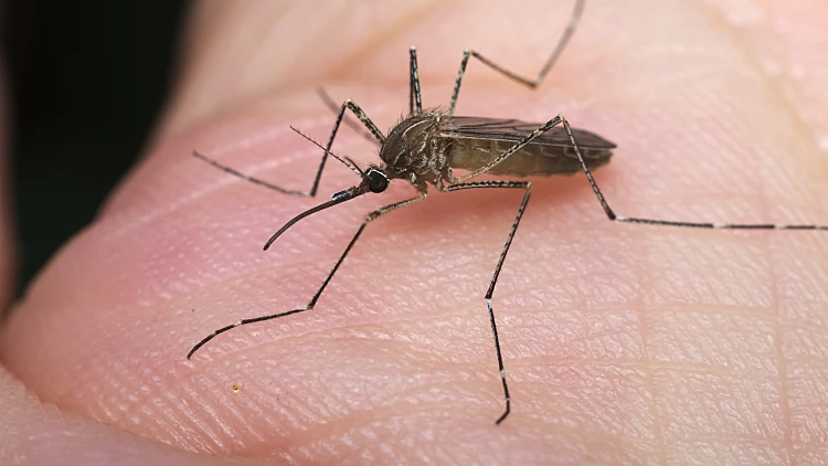 זינוק בתחלואה בקדחת מערב הנילוס: 12 חולים נוספים נפטרו