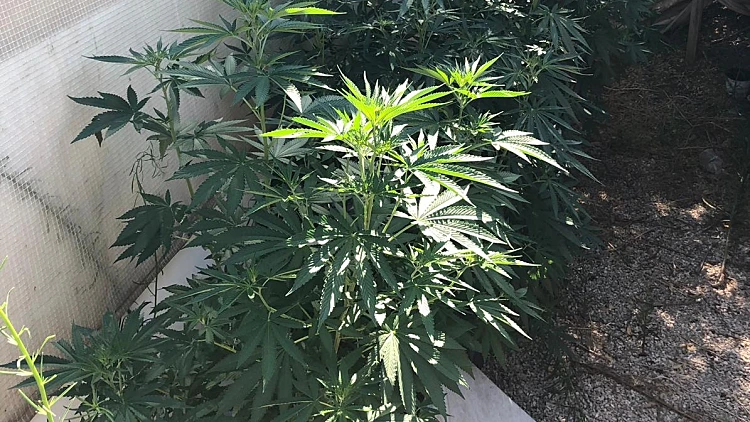 בעל פעוטון נעצר בחשד שגידל קילו וחצי קנאביס בחצר המקום