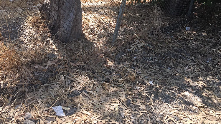 הותר לפרסום: 15 נערים נחקרו בחשד שתקפו מינית בת 11 בצפון