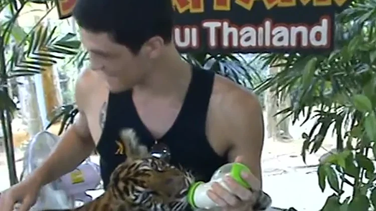 האם שבנה הותקף ע"י טיגריס בתאילנד: "לא הצלחתי למשוך אותו"