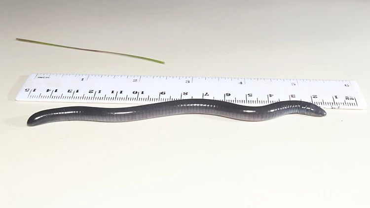 דו החי על שמו של טראמפ