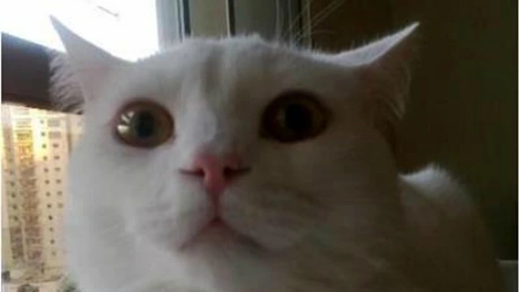 הכי ויראלי: הסרטונים החמים ברשת