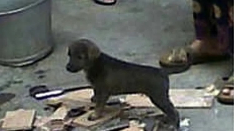 כלב שבושל בסין