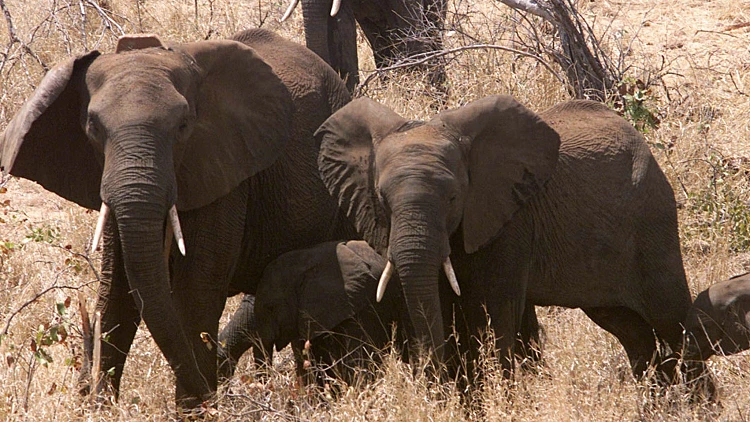 פלילים באפריקה