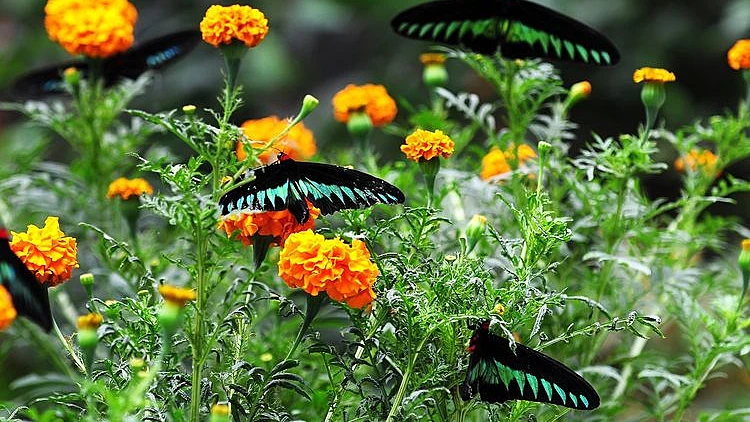 בקרוב: פארק פרפרים פתוח וייחודי בכרמיאל