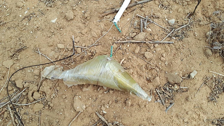 בלון תבערה באשכול