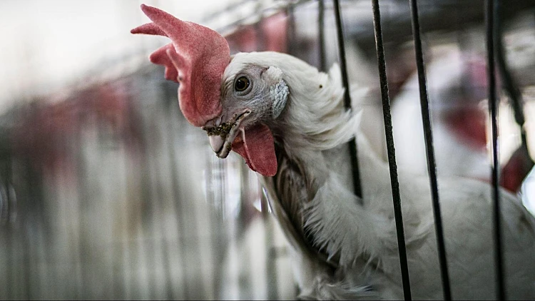 לול תרנגולות