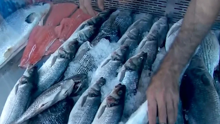 מ-40 ל-80 ש"ח לקילו ב-5 שנים: למה מחירי הדגים זינקו?