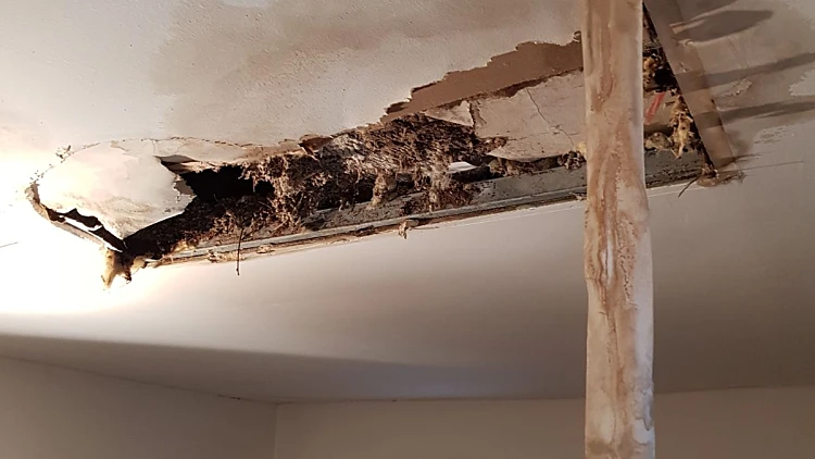חור בתקרה כתוצאה מצואת יונים בראשל"צ