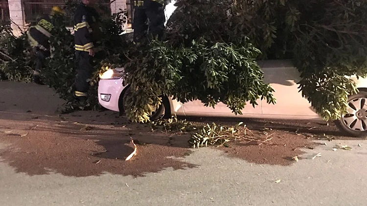 עץ שנפל על רכב בבית שאן