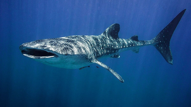 כריש לוויתן שתועד מתחת למים בשמורת הים הדרומי באילת